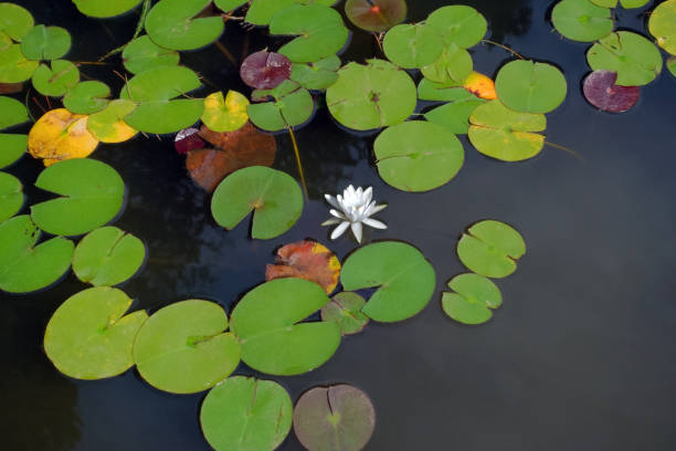 istock White water lily flowers 1480453548