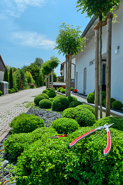 istock Garden Care - Karikomi Trimming 148045835