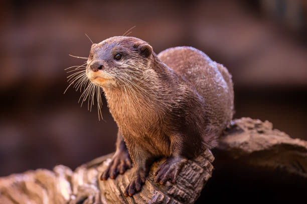 istock Adorable Otter posing for a portrait 1480458690