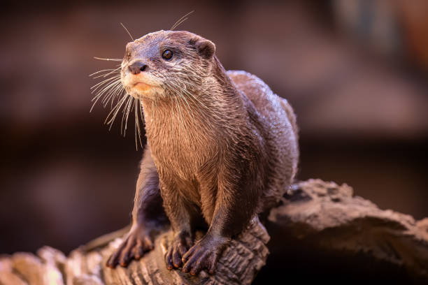 istock Adorable Otter posing for a portrait 1480458695