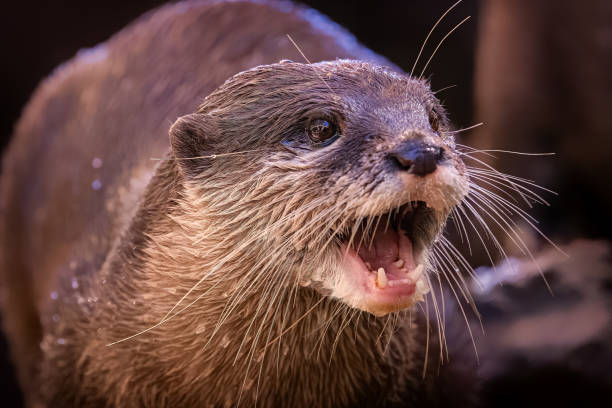 istock Adorable Otter posing for a portrait 1480458845