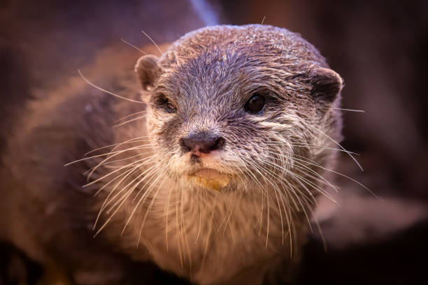 istock Adorable Otter posing for a portrait 1480458907