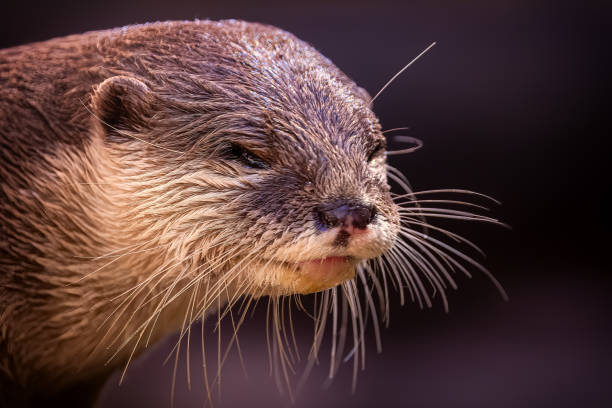 An Oriental small clawed otter (Aonyx cinerea). Also known as the Asian Small Clawed Otter.