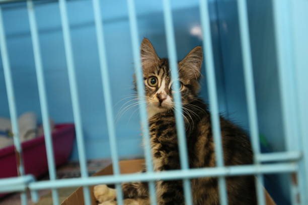 istock Kitten is in a cage at the pet motel 1480464732