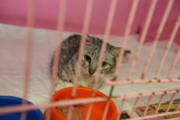 istock Kitten is in a cage at the pet motel 1480464811