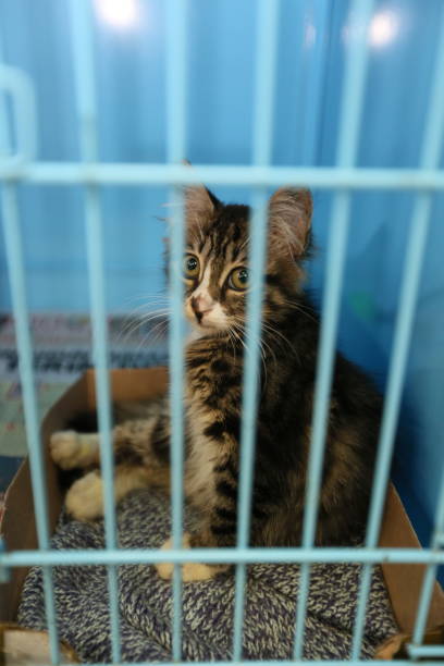 istock Kitten is in a cage at the pet motel 1480464833