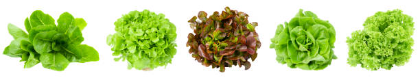 set of fresh romaine lettuce , cos lettuce, red and green oakleaf lettuce vegetable salad isolated on white background. - oak leaf imagens e fotografias de stock