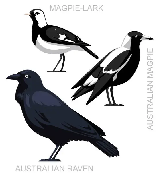 Vector illustration of Cute Bird Australian Magpie Raven Lark Set Cartoon Vector