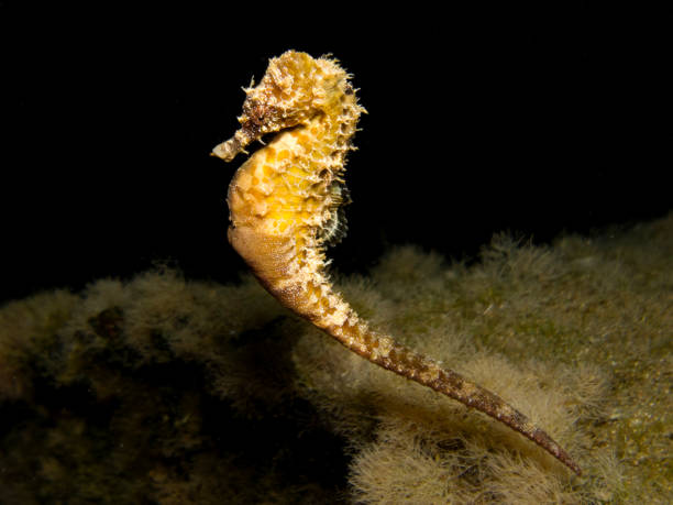 istock Sea horse swimming at night 1480468303