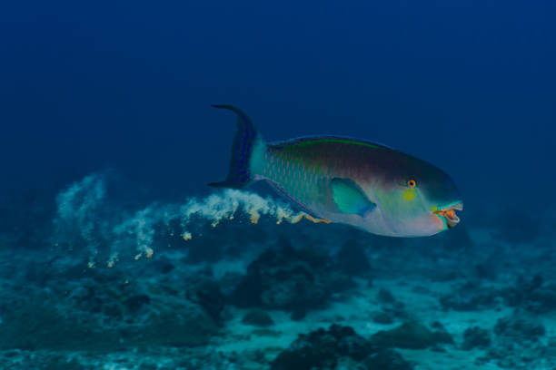Tri-colour parrotfish passes motion A Tri-colour parrotfish passes motion while swimming through water parrot fish stock pictures, royalty-free photos & images