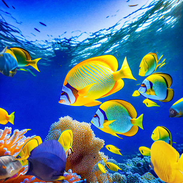 istock Underwater world in tropical ocean. 1480469826