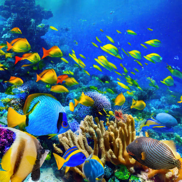 istock Underwater world in tropical ocean. 1480469835