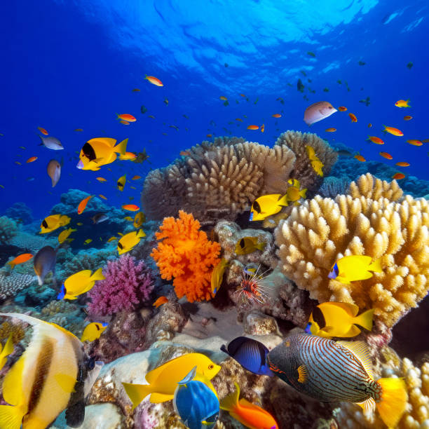 istock Underwater world in tropical ocean. 1480470396