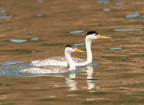 A Pair of Clark's Grebes