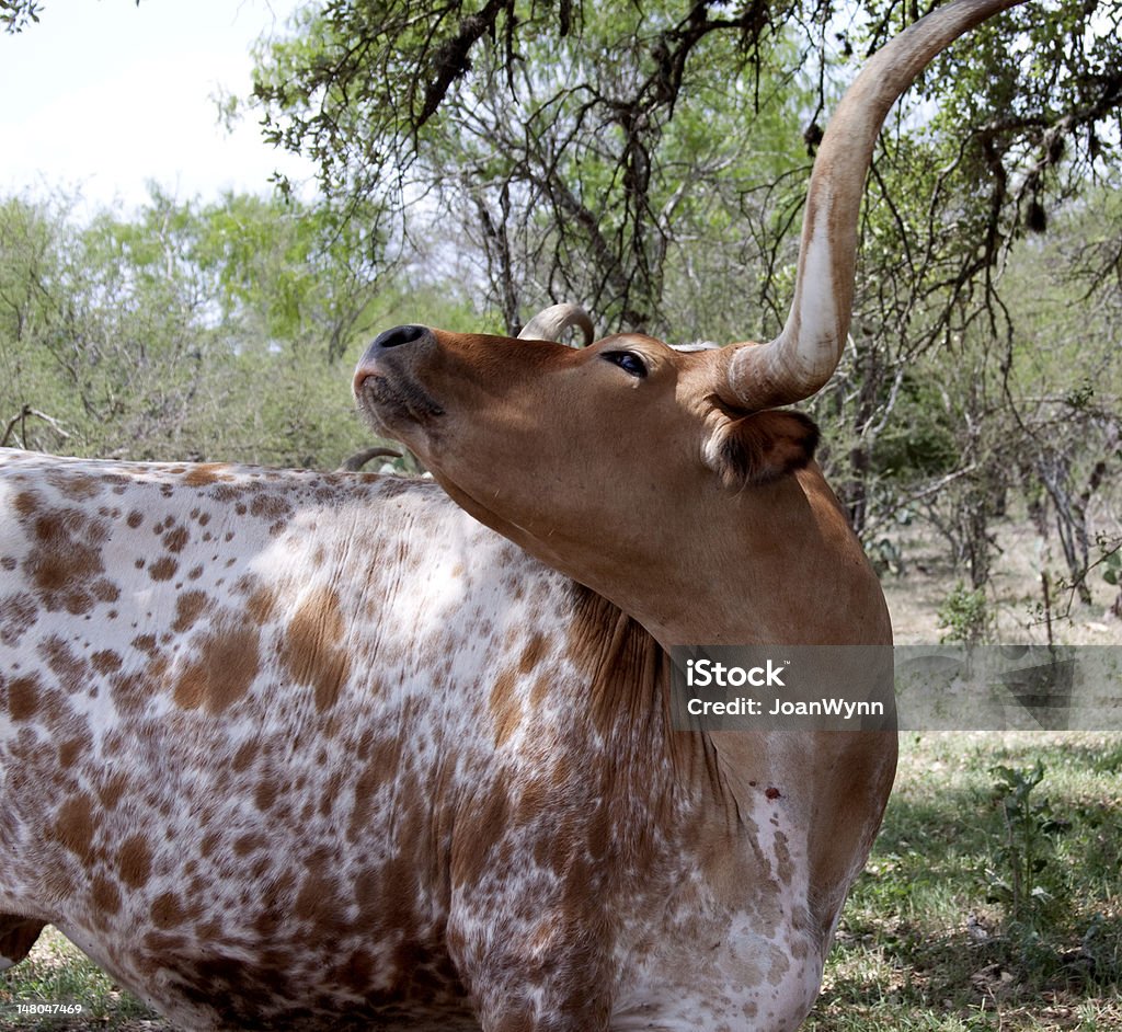 Rosso e bianco Texas Long Horn Cow-Modo di dire inglese - Foto stock royalty-free di Ovest