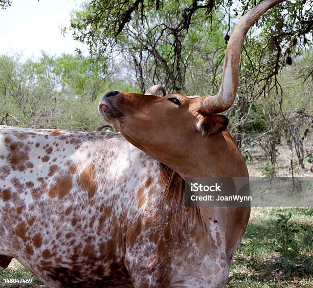 Rosso E Bianco Texas Long Horn Cowmodo Di Dire Inglese - Fotografie stock e altre immagini di Ovest