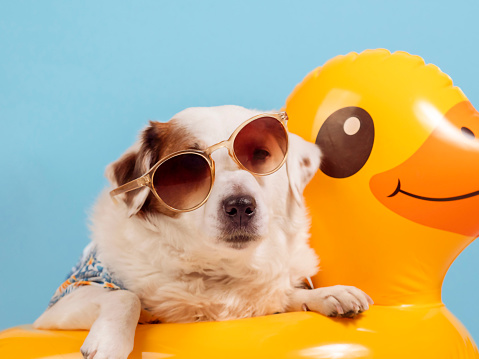 A dog in sunglasses and a Hawaiian shirt lies on a yellow inflatable duck circle . Summer Concept .
