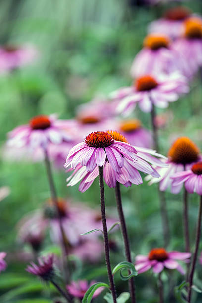 istock Echinacea flowers in garden 148048162