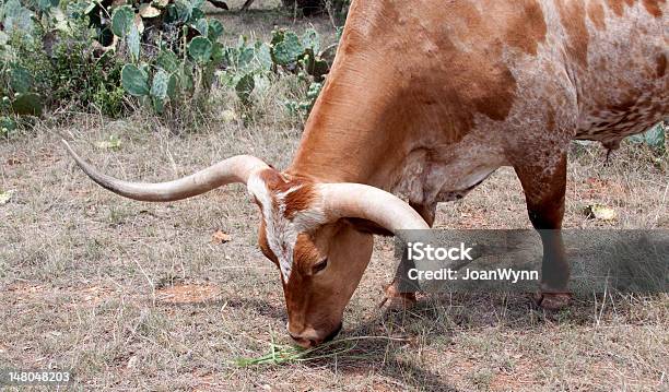 Red And White Texas Long Horn Cow Stock Photo - Download Image Now - Agricultural Field, Agriculture, Animal