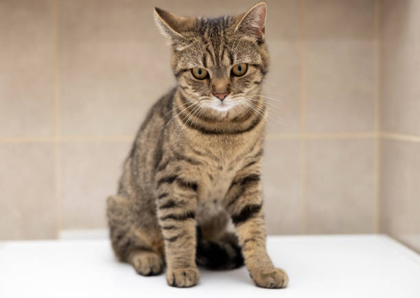 Charming image of a young striped kitten looking upwards, expressing curiosity and innocence, on a textured gray concrete background.