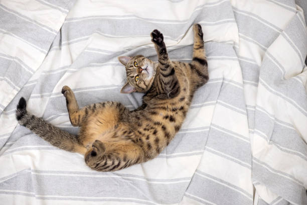 istock tabby cat yawn on bed blanket,cleaning paw and falling asleep 1480482118