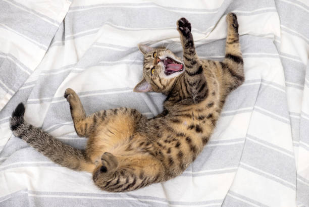 istock tabby cat yawn on bed blanket,cleaning paw and falling asleep 1480482124