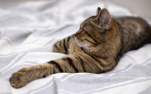 istock tabby cat yawn on bed blanket,cleaning paw and falling asleep 1480482126