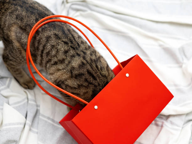 istock tabby cat playing with shopping red paper bag 1480482161