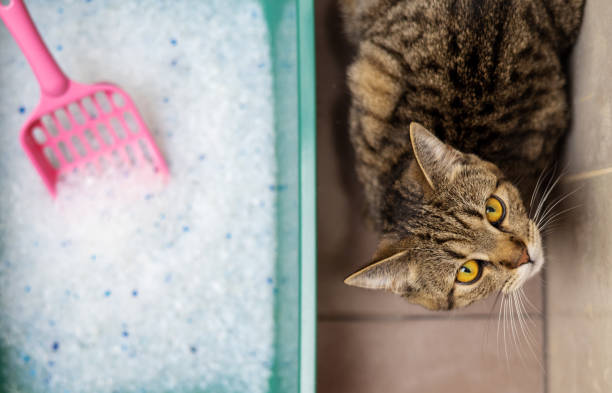 istock cat litter and tabby cat in bathroom 1480482297