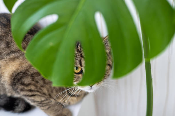 istock tabby cat hidden after monstera plant leaf 1480482366