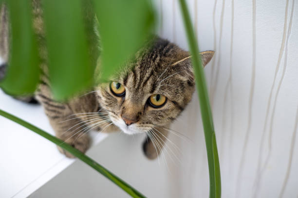 istock tabby cat hidden after monstera plant leaf 1480482380