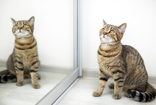 playful tabby cat kitty in front of mirror animal reflection