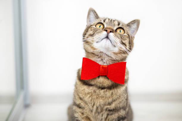 istock tabby cat kitty with red bow playing in front of mirror on floor 1480482486