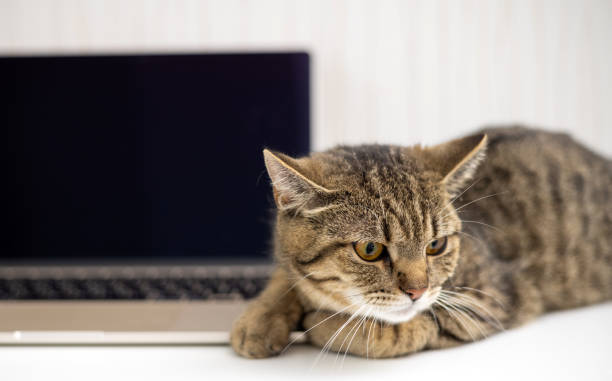 istock tabby cat with laptop on bed with owner 1480482506