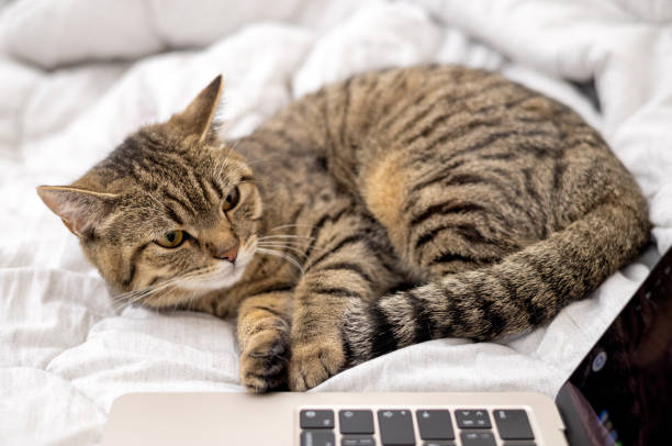 istock tabby cat with laptop on bed with owner 1480482570