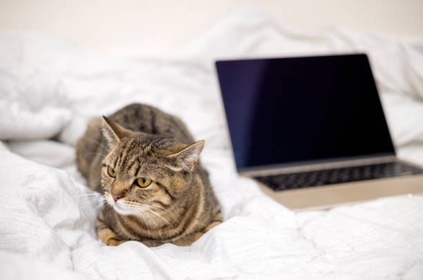 istock tabby cat with laptop on bed with owner 1480482574
