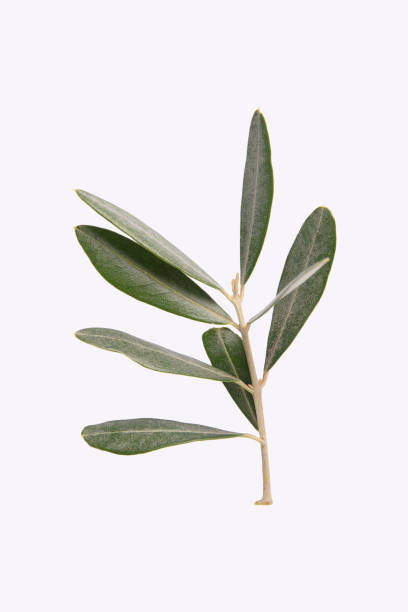 istock Olive leaves, branch. Isolated on white background. 1480492141