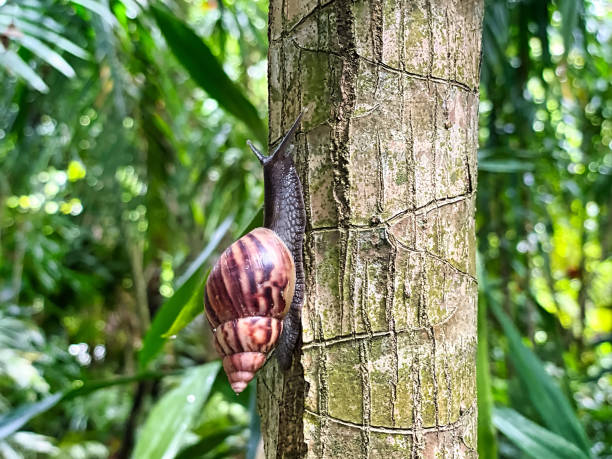 istock Snail on palm tree trunk in the garden, Mahe Seychelles 1480493210