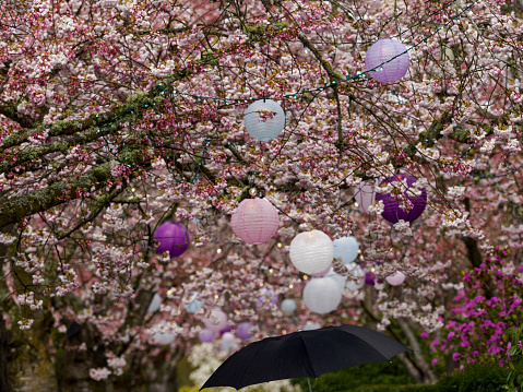 A blooming cherry trees above the walkway at the Oregon State Capitol Mall. Decorated with Japanese lanterns. This was on a rainy spring day, a black umbrella can be seen at the bottom of the photo. The trees are on the Capitol Mall which is an Oregon State Park and free to the public.