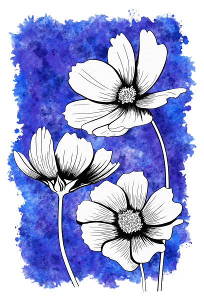 istock line ink drawing of cosmos flower with watercolor background 1480499653