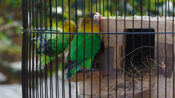 istock a pair of love birds in a cage 1480500352