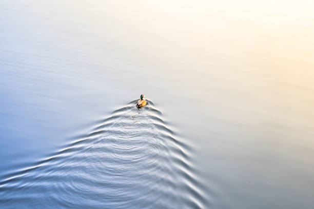 istock Duck swimming on the lake 1480502916