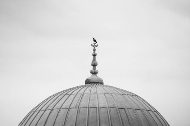 istock a crow standing on a dome and watching the city 1480506975