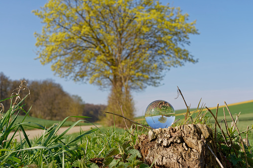 Fresh sprouting tree in spring in Kraichgau, Germany, with green fields under blue sky. In the foreground a crystal ball through which the scene is turned upside down.
