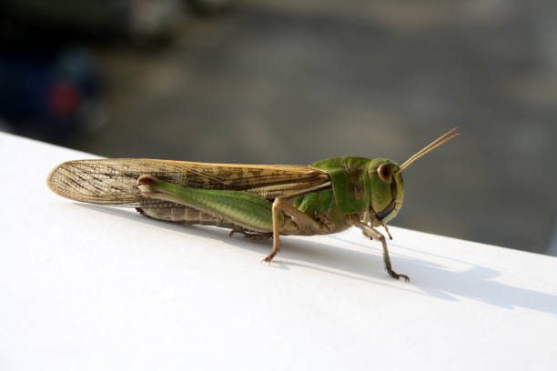 locusta migratoria orientale (locusta migratoria manilensis) che gode del sole del mattino : (pix sanjiv shukla) - locust epidemic grasshopper pest foto e immagini stock