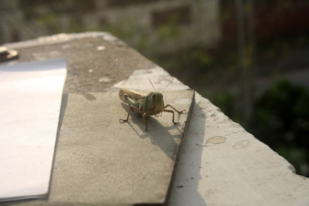 locusta migratoria orientale (locusta migratoria manilensis) che gode del sole del mattino : (pix sanjiv shukla) - locust epidemic grasshopper pest foto e immagini stock