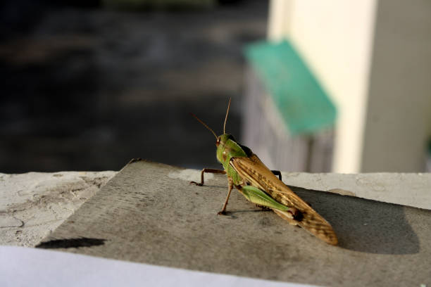 locusta migratoria orientale (locusta migratoria manilensis) che gode del sole del mattino : (pix sanjiv shukla) - locust epidemic grasshopper pest foto e immagini stock