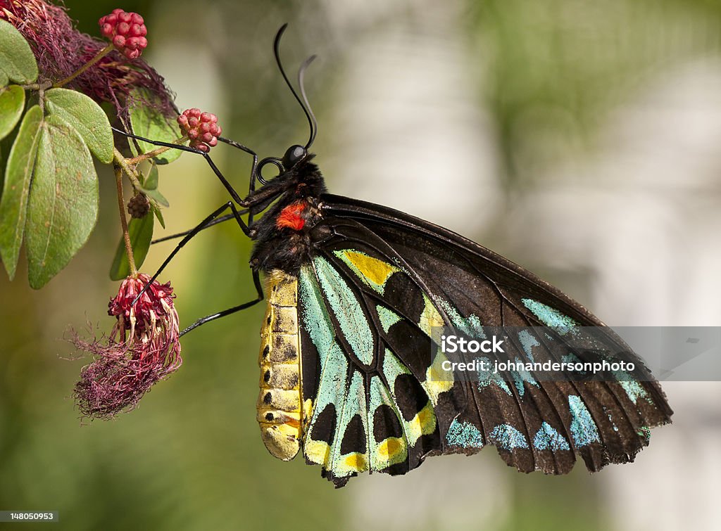 rosa (ornithoptera priamus - Foto de stock de Animal royalty-free