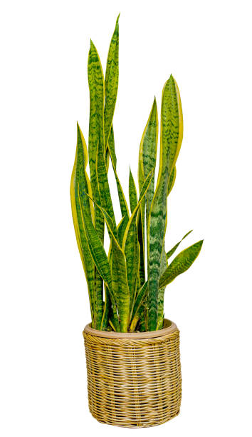 istock Dracaena trifasciata in a flower pot isolated on white background. 1480512595