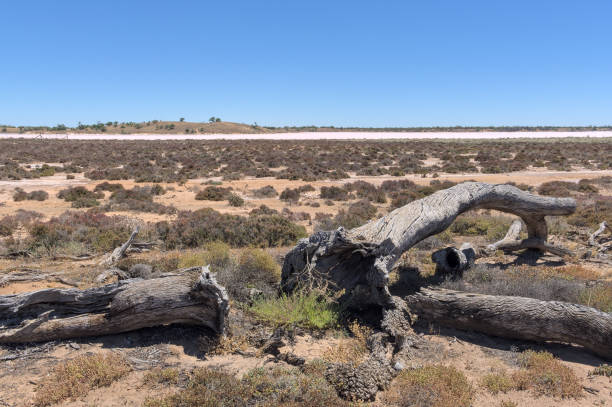 tote bäume neben einem salzsee - mildura stock-fotos und bilder